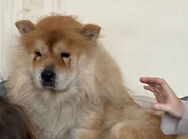Chow chow
