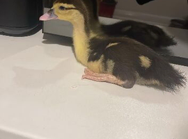 Muscovy ducklings