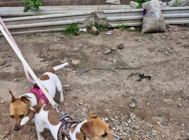 Two beautiful Jack russels