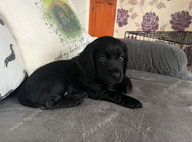 black cocker spaniel