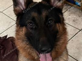 GSD European Line - Family Guard Dog