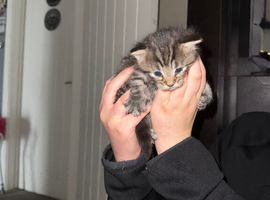 4 beautiful kittens for sale