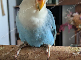 Lovebird for sale with cage