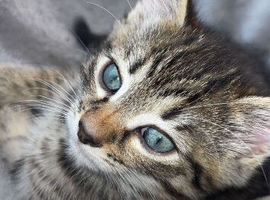 Male blue eyed kitten