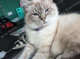 Cat for rehome