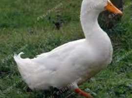 Cherry valley laying ducks