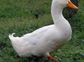 Aylesbury ducks ( laying now)