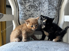 Boy & Girl Kittens Ready Now