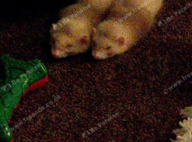 2 micro hobs