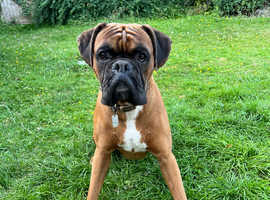Brilliant 4yo boxer boy for stud looking for bitch