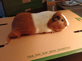 Chocolate and Red Dutch Guinea Pigs