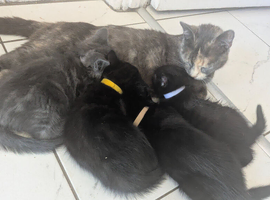 9 week old kittens