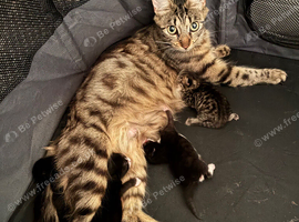 Kittens for sale