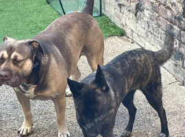 Rottweiler cross Shepherd