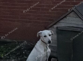 Lurcher