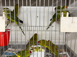 Kakarikis