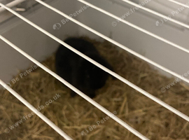 Black baby rabbit