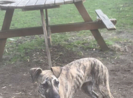 6 month old saluki bull greyhound