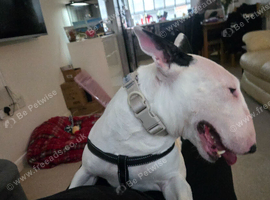 Female bull terrier 4 years