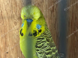 Lovely budgies