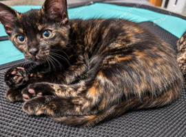 Gorgeous Tortoiseshell Kitten - Confident, Playful & Full of Character