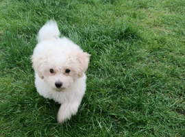 Female bichon frise