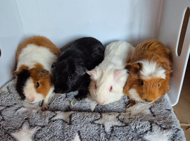 Baby Guinea Pigs Male and Female