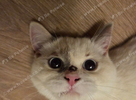 Persian/ ragdoll kitten