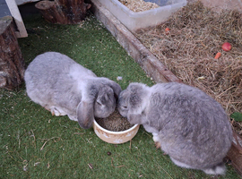French lop bunnies