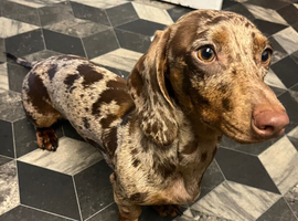 Dapple miniature dachshund female