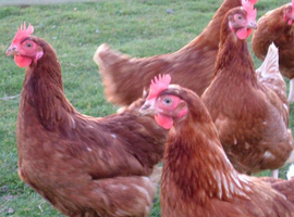 Fertile Warren eggs