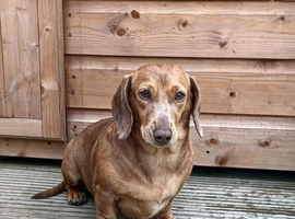 Kc reg dachshund girl
