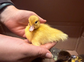Muscovy Ducklings