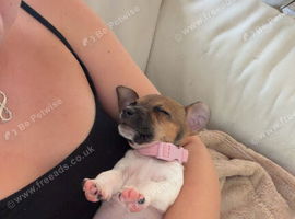 Jack Russel