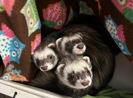 WANTED PET FERRETS