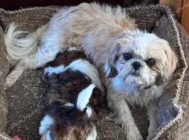 Shih tzu puppie male