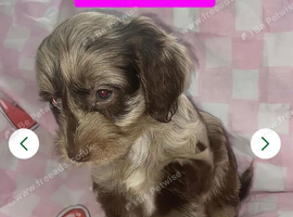 F1 Female Brown Merle Cockapoo Puppy
