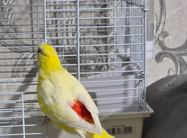 Red Rumped Parrot For Sale!