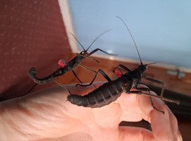 Black Beauty Stick Insects (Peruphasma schultei) PSG 270
