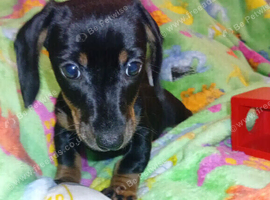 Dashund puppy