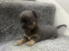 Kc registered Chihuahua pups
