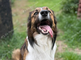 Beautiful Welsh collie