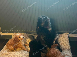 Westiepoo