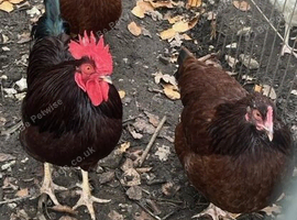 Rhode island red and white silkie breeding trios