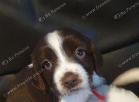 Beautiful English springer spaniels