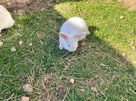 Rabbit - New Zealand White