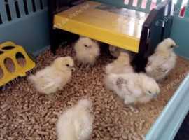 RARE CITRON SILKIE CHICKS AVAILABLE