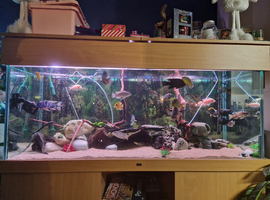 5ft nd aquatics fish tank