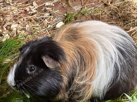 Male Guinea Pigs Looking for Loving Homes