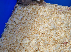 Fancy mice due to heat not available fir sale atm